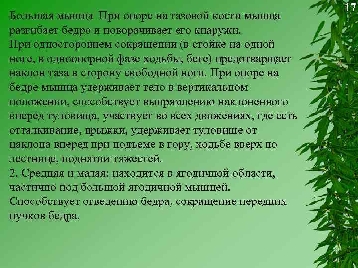 Большая мышца При опоре на тазовой кости мышца разгибает бедро и поворачивает его кнаружи.