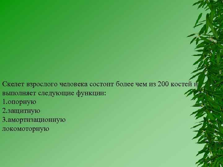 Скелет взрослого человека состоит более чем из 200 костей и выполняет следующие функции: 1.