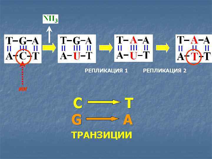 РЕПЛИКАЦИЯ 1 ИИ С G T A ТРАНЗИЦИИ РЕПЛИКАЦИЯ 2 