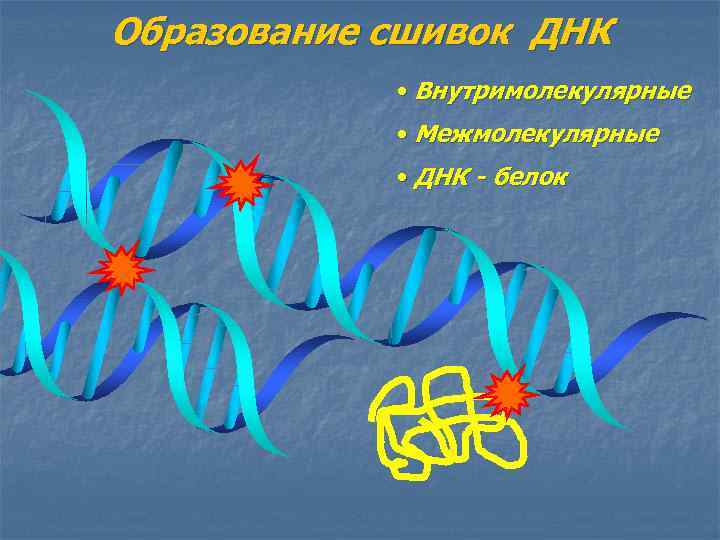 Образование сшивок ДНК • Внутримолекулярные • Межмолекулярные • ДНК - белок 