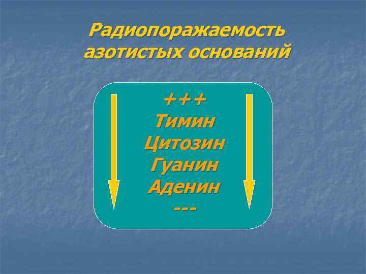 Радиопоражаемость азотистых оснований +++ Тимин Цитозин Гуанин Аденин --- 