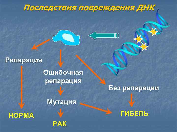 Последствия повреждения ДНК Репарация Ошибочная репарация Без репарации Мутация ГИБЕЛЬ НОРМА РАК 