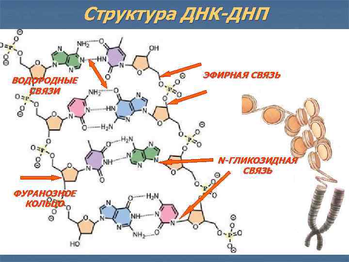 Структура ДНК-ДНП ВОДОРОДНЫЕ СВЯЗИ ЭФИРНАЯ СВЯЗЬ N-ГЛИКОЗИДНАЯ СВЯЗЬ ФУРАНОЗНОЕ КОЛЬЦО 