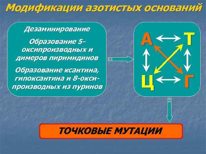 Модификации азотистых оснований Дезаминирование Образование 5 оксипроизводных и димеров пиримидинов Образование ксантина, гипоксантина и