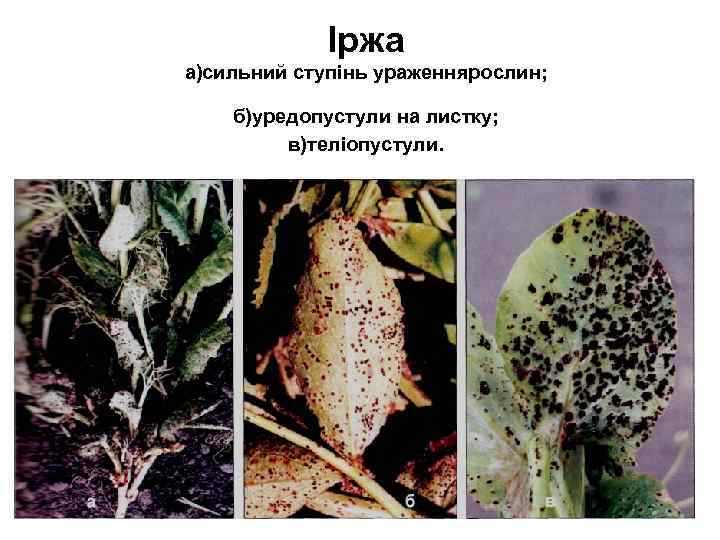 Іржа а)сильний ступінь ураженнярослин; б)уредопустули на листку; в)теліопустули. 