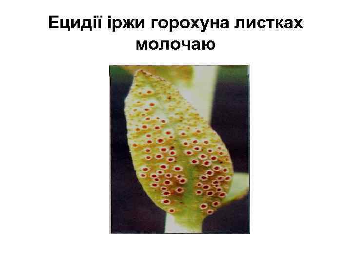 Ецидії іржи горохуна листках молочаю 