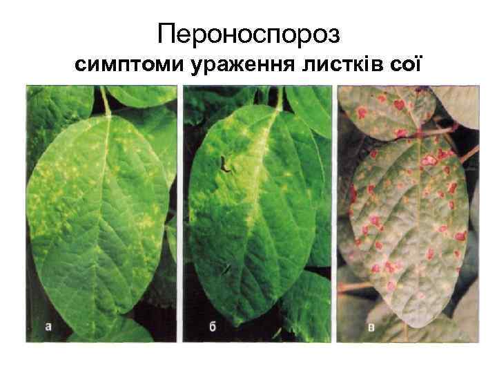 Пероноспороз симптоми ураження листків сої 