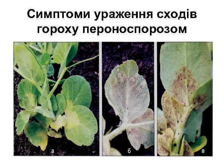 Симптоми ураження сходів гороху пероноспорозом 
