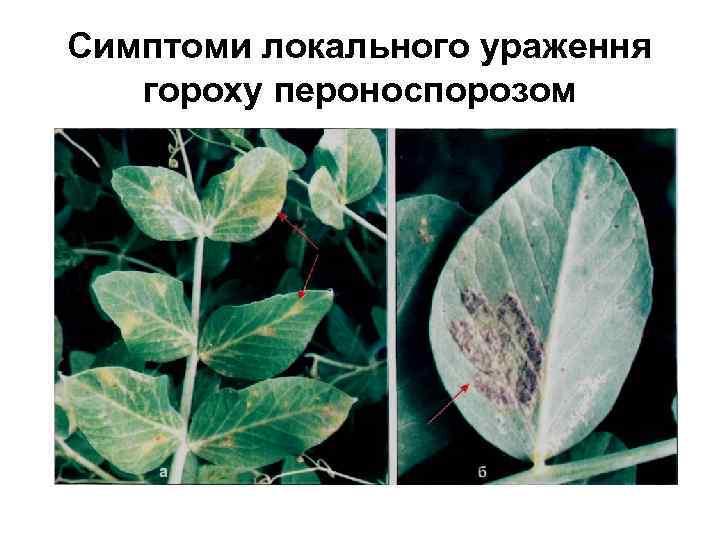 Симптоми локального ураження гороху пероноспорозом 