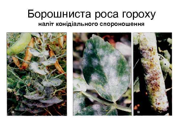 Борошниста роса гороху наліт конідіального спороношення 