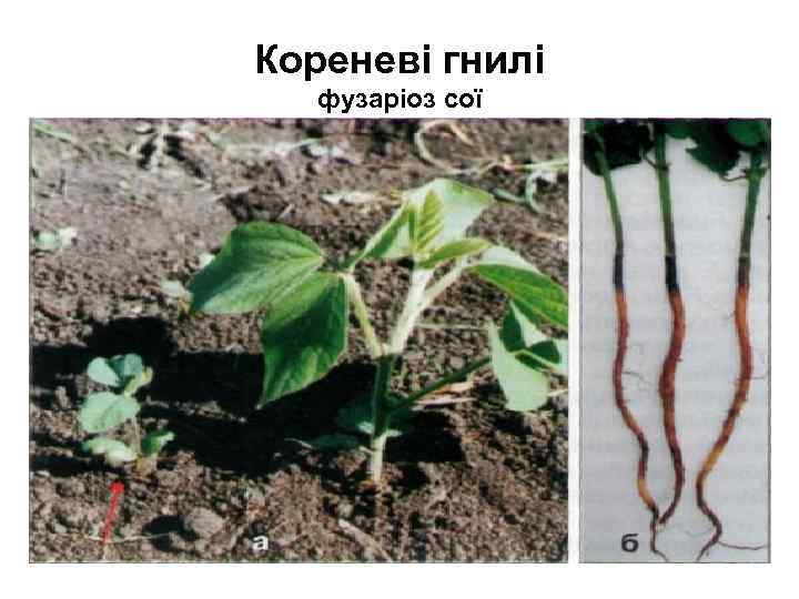 Кореневі гнилі фузаріоз сої 