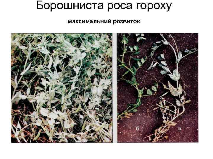 Борошниста роса гороху максимальний розвиток 