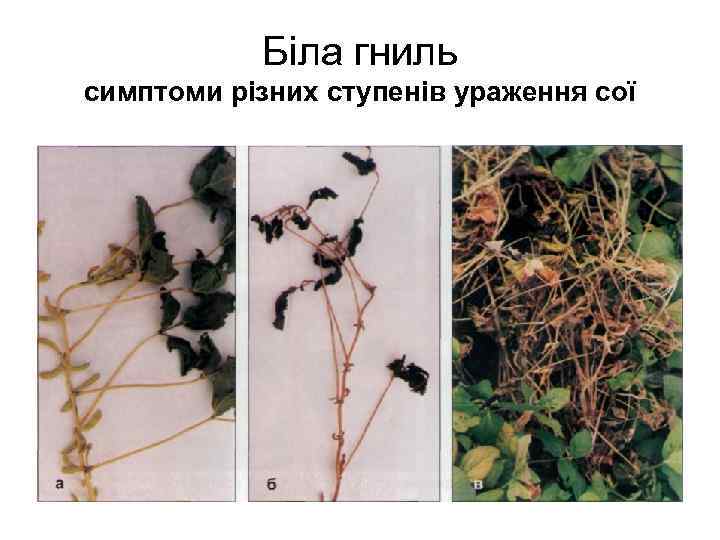 Біла гниль симптоми різних ступенів ураження сої 