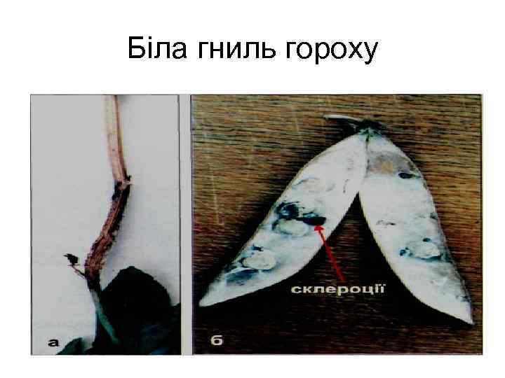 Біла гниль гороху 
