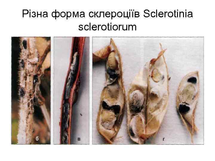 Різна форма склероціїв Sclerotinia sclerotiorum 