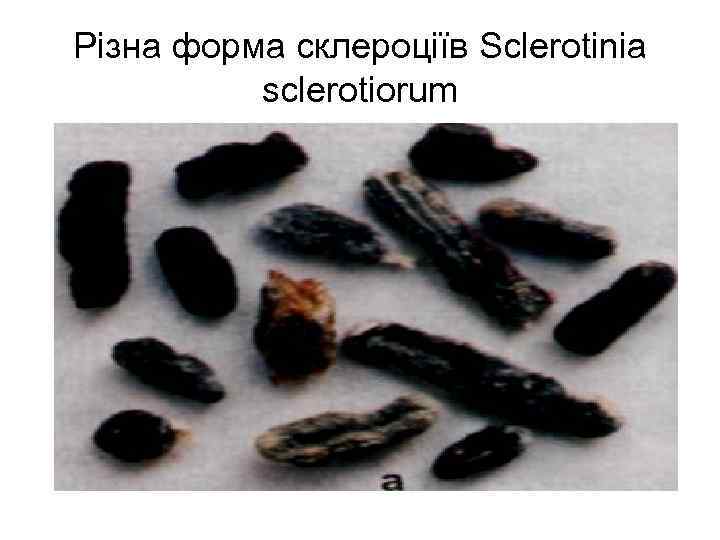 Різна форма склероціїв Sclerotinia sclerotiorum 