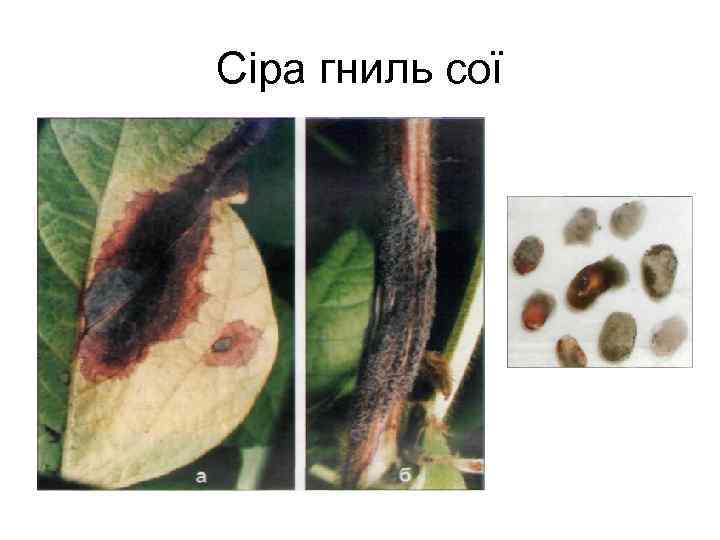 Сіра гниль сої 