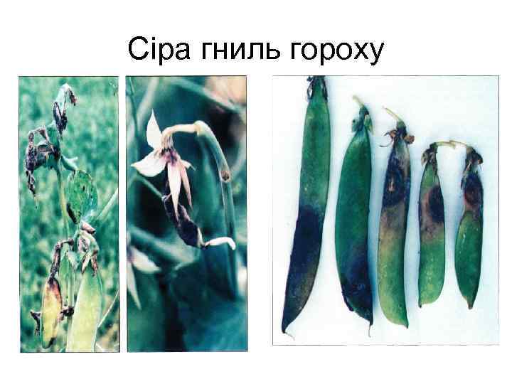 Сіра гниль гороху 