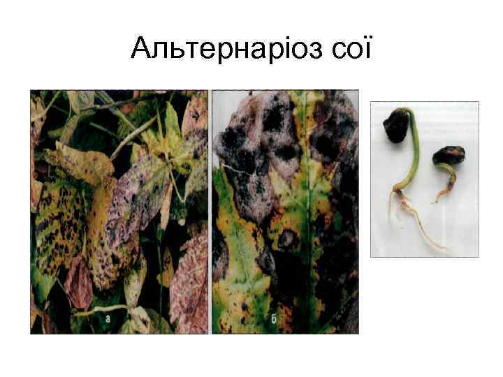 Альтернаріоз сої 