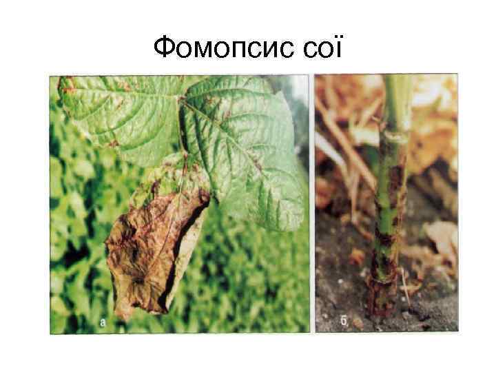 Фомопсис сої 