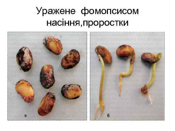 Уражене фомопсисом насіння, проростки 