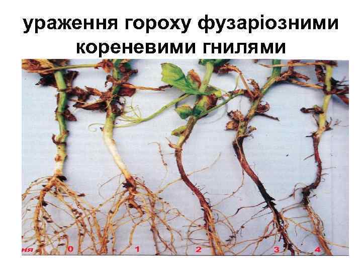ураження гороху фузаріозними кореневими гнилями 