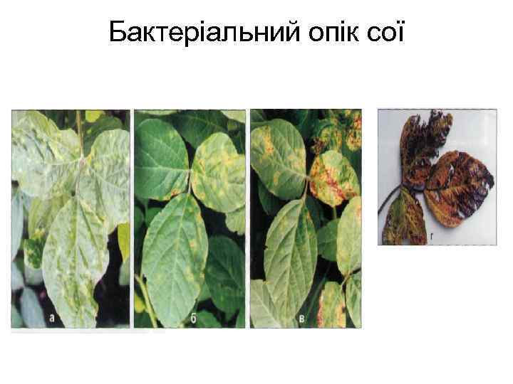 Бактеріальний опік сої 