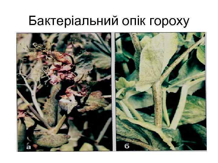 Бактеріальний опік гороху 