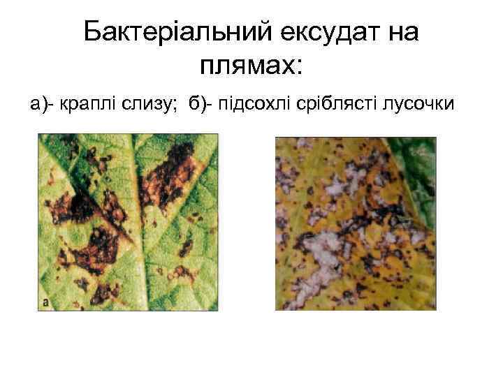 Бактеріальний ексудат на плямах: а)- краплі слизу; б)- підсохлі сріблясті лусочки 