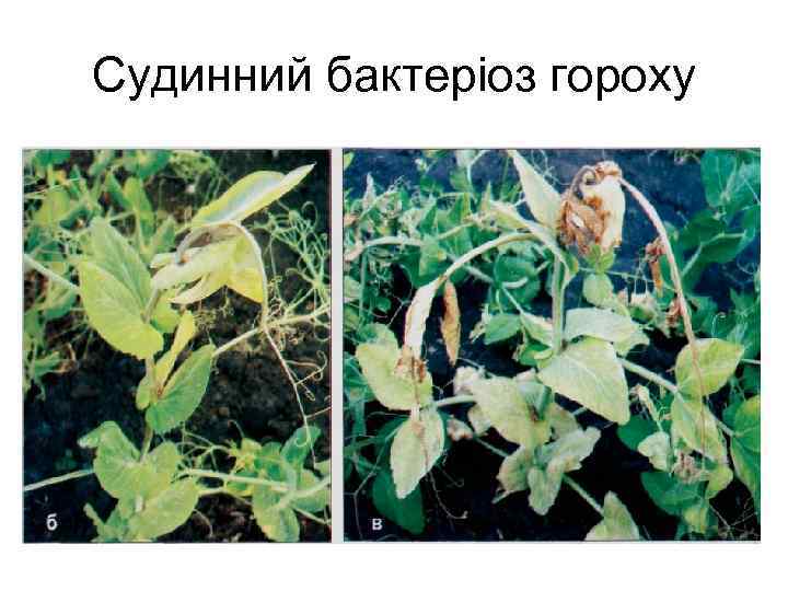 Судинний бактеріоз гороху 