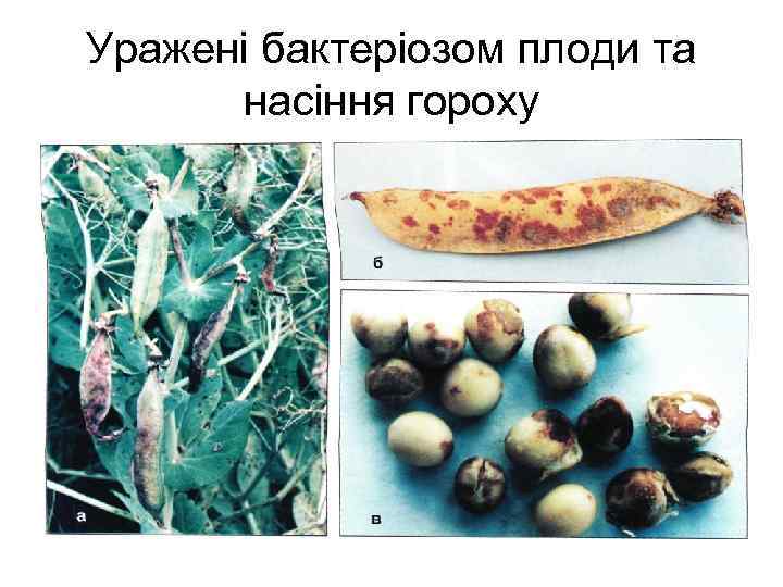 Уражені бактеріозом плоди та насіння гороху 