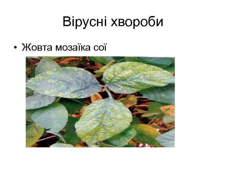 Вірусні хвороби • Жовта мозаїка сої 