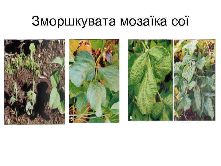 Зморшкувата мозаїка сої 