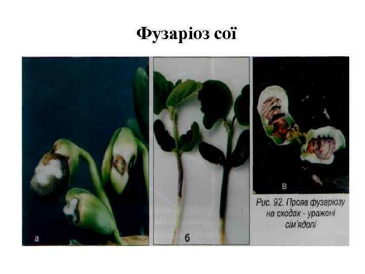 Фузаріоз сої 