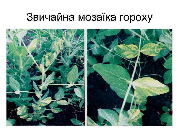 Звичайна мозаїка гороху 