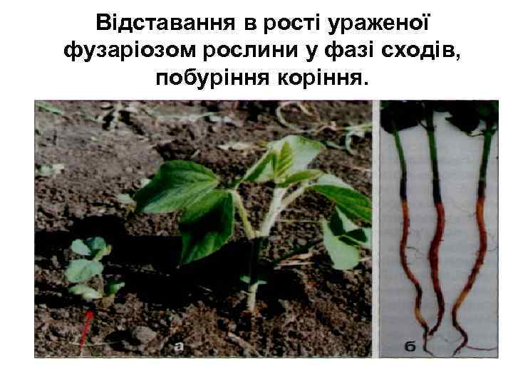 Відставання в рості ураженої фузаріозом рослини у фазі сходів, побуріння коріння. 