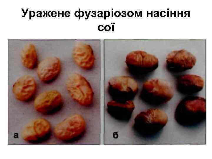 Уражене фузаріозом насіння сої 