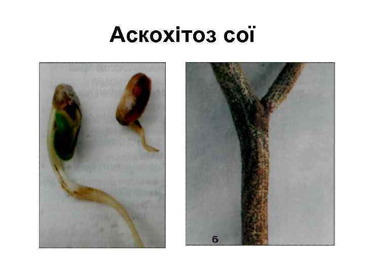 Аскохітоз сої 