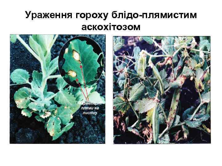 Ураження гороху блідо-плямистим аскохітозом 