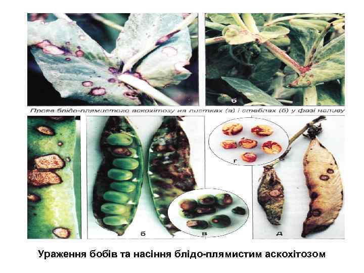 Ураження бобів та насіння блідо-плямистим аскохітозом 