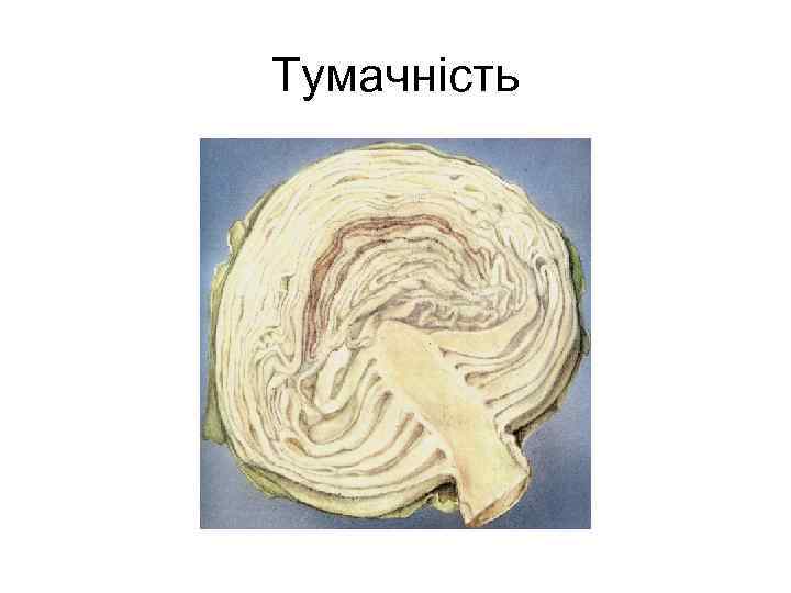 Тумачність 