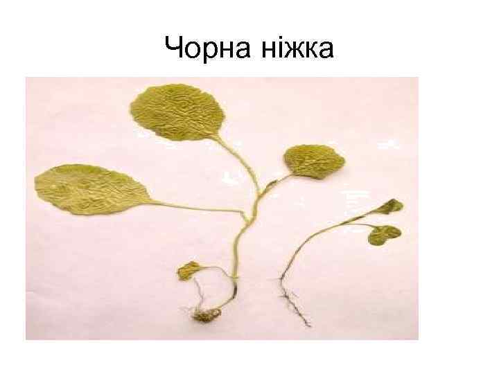 Чорна ніжка 