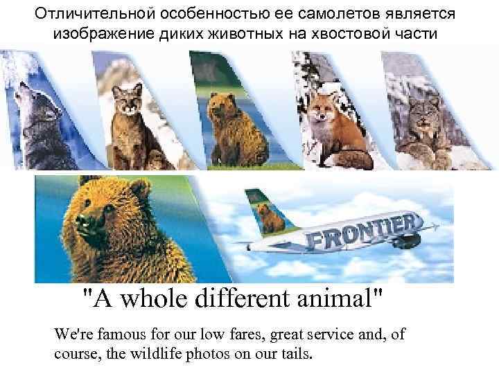 Отличительной особенностью ее самолетов является изображение диких животных на хвостовой части 