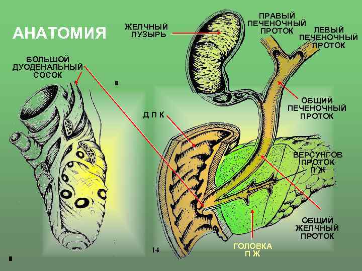 Анатомия человека фото желчный пузырь