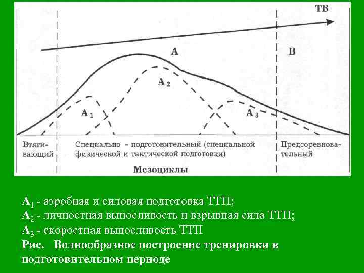 А 1 - аэробная и силовая подготовка ТТП; А 2 - личностная выносливость и