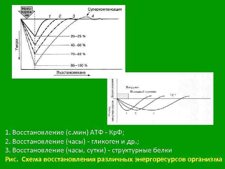 1. Восстановление (с. мин) АТФ - Кр. Ф; 2. Восстановление (часы) - гликоген и