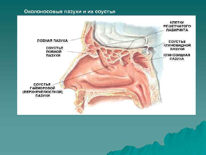 Околоносовые пазухи и их соустья 