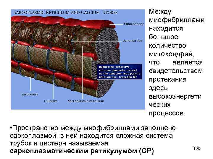 Саркоплазма