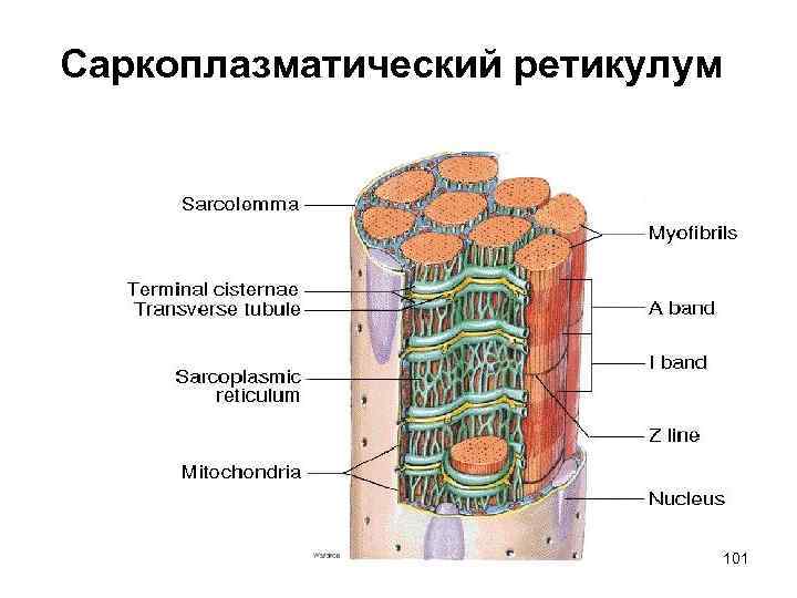 Саркоплазматический ретикулум 101 