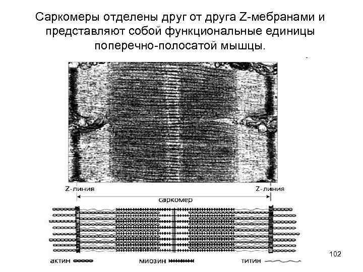 Саркомеры отделены друг от друга Z-мебранами и представляют собой функциональные единицы поперечно-полосатой мышцы. 102